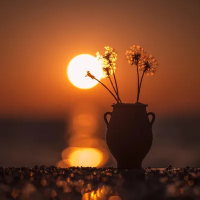 Фото Цветы в вазе на фоне заката, by Panagiotis Platis Koufonisi