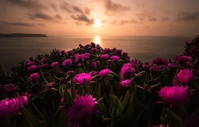 Цветы на закате - 54 фото