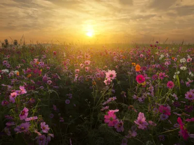 Обои Розовые цветы Kosmeya, трава, закат 3840x2160 UHD 4K Изображение