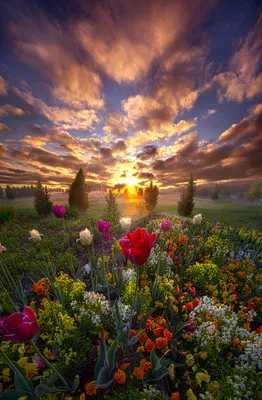 Фото Тюльпаны и другие полевые цветы на фоне заката, by Phil Koch