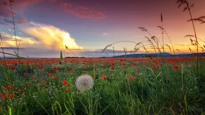 Обои закат солнца поле полевые цветы - бесплатные картинки на Fonwall