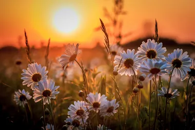 Картинка Солнце Природа Цветы Ромашки Рассветы и закаты
