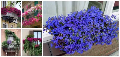 Какие цветы посадить на балконе: цветы для балкона