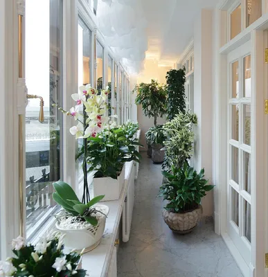 Зимний сад на балконе: примеры оформления интерьера, фотографии дизайна