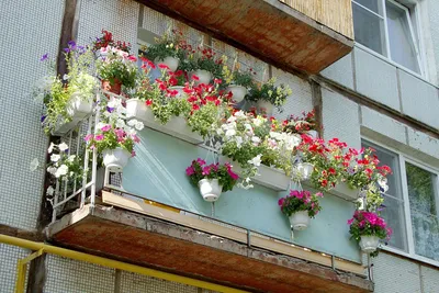 Балконные цветы - 69 фото