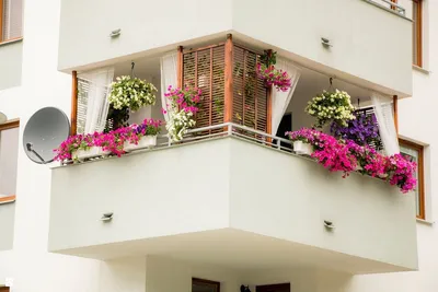 Цветы красивые для балкона - 83 фото
