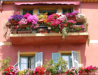 Цветы на балконе: от солнечной до теневой стороны