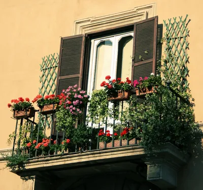 Цветы на балконе. Оформление балкона растениями. | Любимые цветы