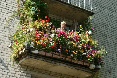 Разбиваем цветник на балконе – какие растения выбрать и как их расположить  – Газета \"Право\"