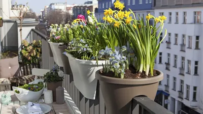 Что можно вырастить на балконе? | GreenMarket