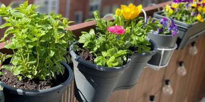10 цветов, которые можно посадить на балконе - Лайфхакер