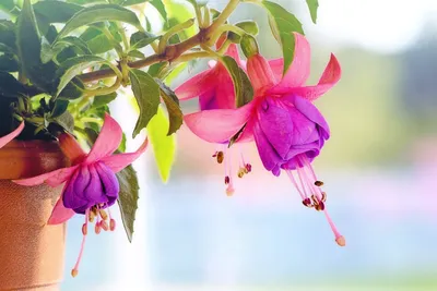 ФОТО | Какие цветы посадить на балконе? Выбираем подходящие растения для  разных сторон света - Декор