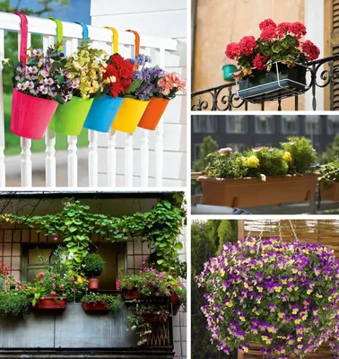 Цветы на балконе: практическое руководство