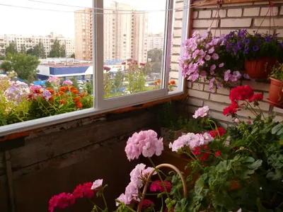 Цветы на балконе (105 фото) » НА ДАЧЕ ФОТО