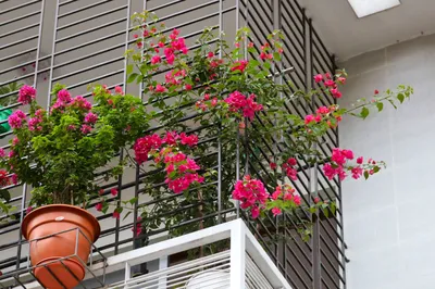 Какие цветы посадить на балконе: фото, название и правила ухода
