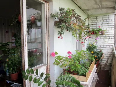 Оранжерея на балконе | Украшу жизнь цветами | Дзен