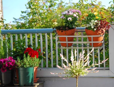 Разбиваем цветник на балконе – какие растения выбрать и как их расположить  – Газета \"Право\"