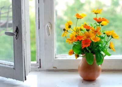 Цветы в кувшине на подоконнике | Summer flowers, Flowers, Summer