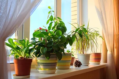 Лучшие комнатные растения на окна в зависимости от стороны света | ГК  \"ИнРОС\" | Дзен