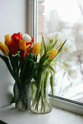 Цветы на подоконнике зимой - 30 фото