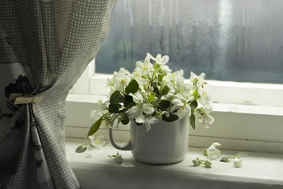 Фото Весенние цветы в кружке на окне, фотограф Наталья Бочкарева