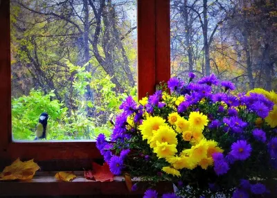 Цветы на окне - 81 фото