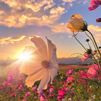 Полевые цветы в лучах солнца - 51 фото