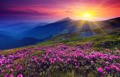 Обои на монитор | Природа | горы, цветы, рассвет, солнце