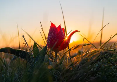 Рассвет с тюльпаном. Photographer Lashkov Fedor