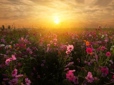 Фото Поля Цветы Космея рассвет и закат 1600x1200