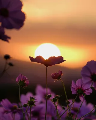 Цветы и солнце - 62 фото