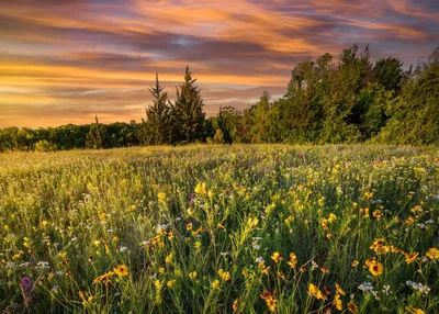Красочные весенние полевые цветы на рассвете в сельском Техасе - ePuzzle  фотоголоволомка