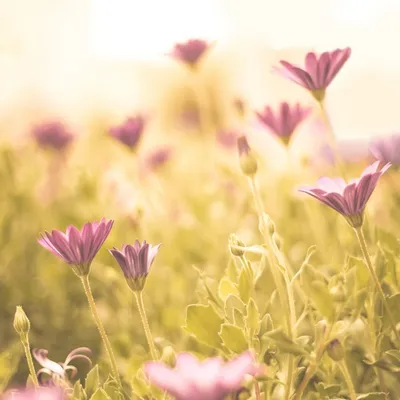 Фотообои Полевые цветы на рассвете №7467 - цена, фото, отзывы | АВС-Decor