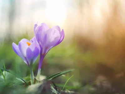 картинки : природа, цвести, Солнечный лучик, пурпурный, лепесток, весна,  ботаника, Флора, Дикий цветок, Крупным планом, Глаз, Крокус, Макросъемка,  цветущее растение, Наземный завод 4096x3075 - - 128458 - красивые картинки  - PxHere