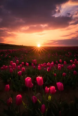 Красивые цветы на закате (71 фото) »
