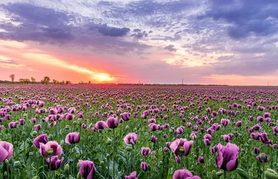 Картинка Природа Поля Маки цветок рассвет и закат