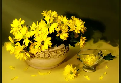 Цветы, Натюрморт, Желтые - картинка на рабочий стол | Бесплатно ТОП картинки