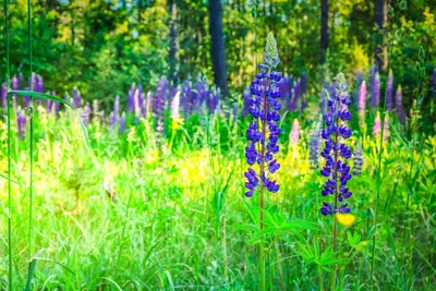 голубые цветы люпина в летней зеленой траве Фото Фон И картинка для  бесплатной загрузки - Pngtree