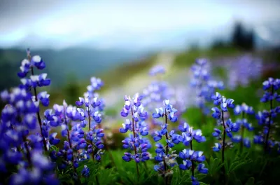Цветы люпин, фиолетовые цветы, синие цветы - обои на рабочий стол