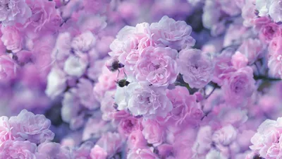 Красивые фиолетовые цветы - 88 фото