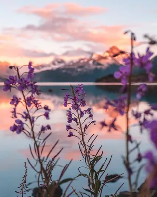 Фото Сиреневые цветы на размытом фоне природы