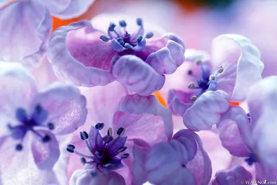 Цветы, Сиреневые, Фиолетовые - обои для рабочего стола | Лучшие Скачать  заставки