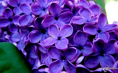 Скачать обои Великолепные фиолетовые цветы (Цветы, Фиолетовый) для рабочего  стола 1920х1200 (16:10) бесплатно, Макро фото Великолепные фиолетовые цветы  Цветы, Фиолетовый на рабочий стол. | WPAPERS.RU (Wallpapers).