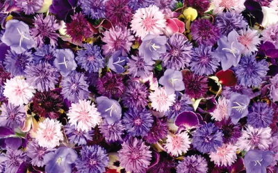 Фото и картинки фиолетовых цветов с названиями