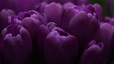 Картинка фиолетовые, цветы, сиреневые 1600x900 скачать обои на рабочий стол  бесплатно, фото 43476