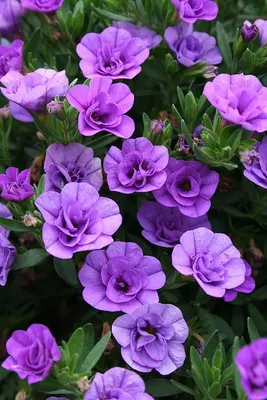 Удивительный мир | Beautiful flowers, Purple garden, Flowers