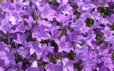 Светло фиолетовые цветы с названиями