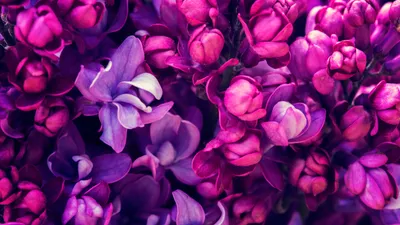 Обои Весна, фиолетовые сиреневые цветы цветы 5120x2880 UHD 5K Изображение