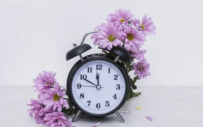 Фото Часы розовых цветок Хризантемы 3840x2400