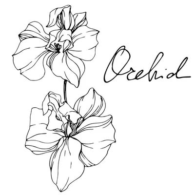 Лицензионное векторное графическое изображение Красивые Черно-белые Цветы  Орхидеи Выгравированы Чернилами. Изолированный
